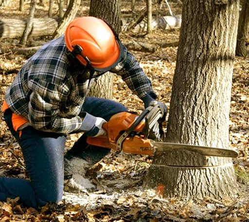 Tree Removal in Crater Lake, OR